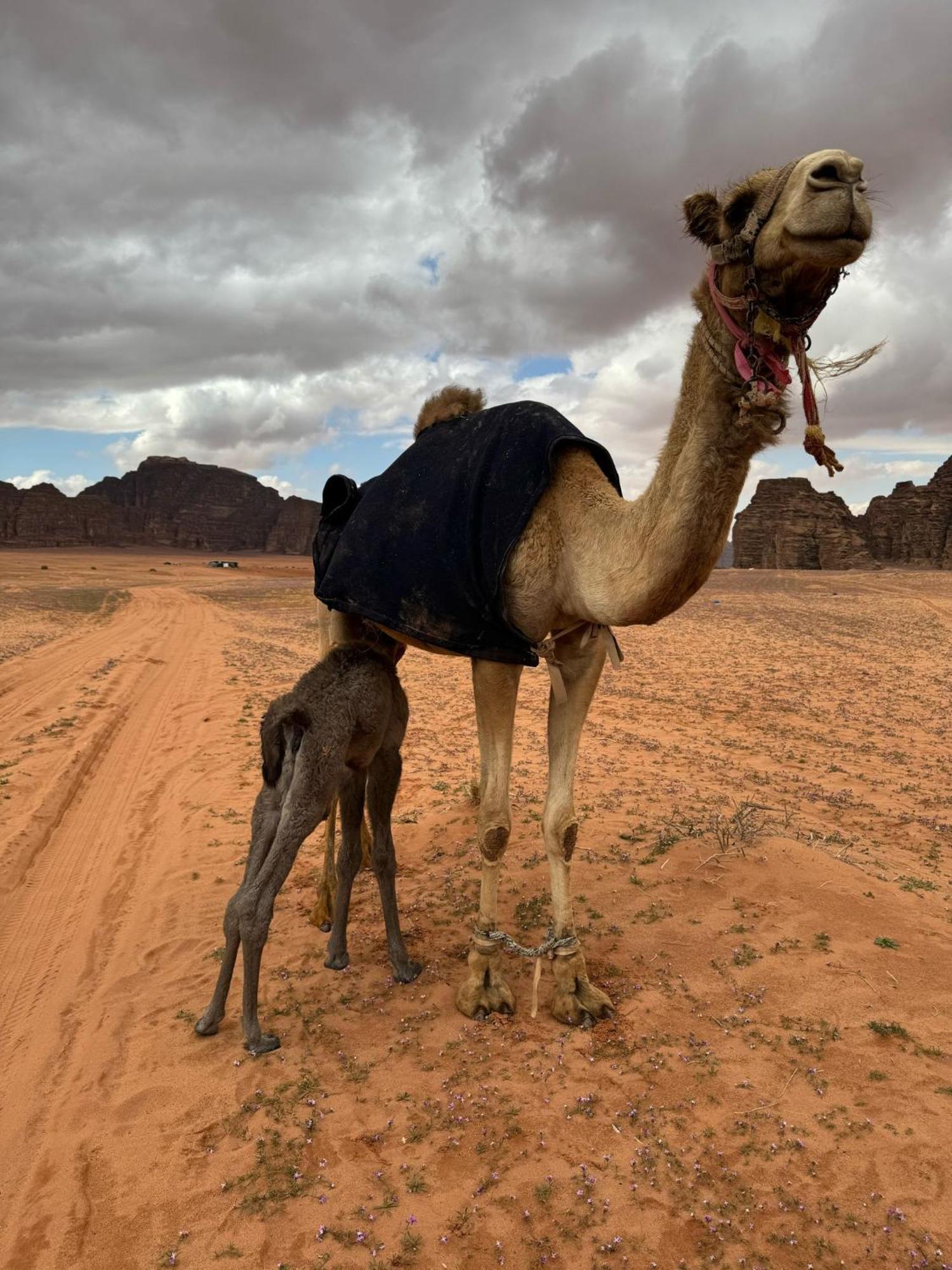Hotel Sunrise Luxury Camp Wadi Rum Exteriér fotografie